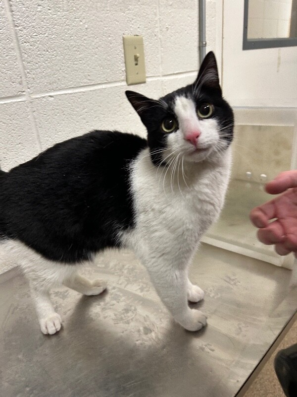 Picture of the Animal Listed