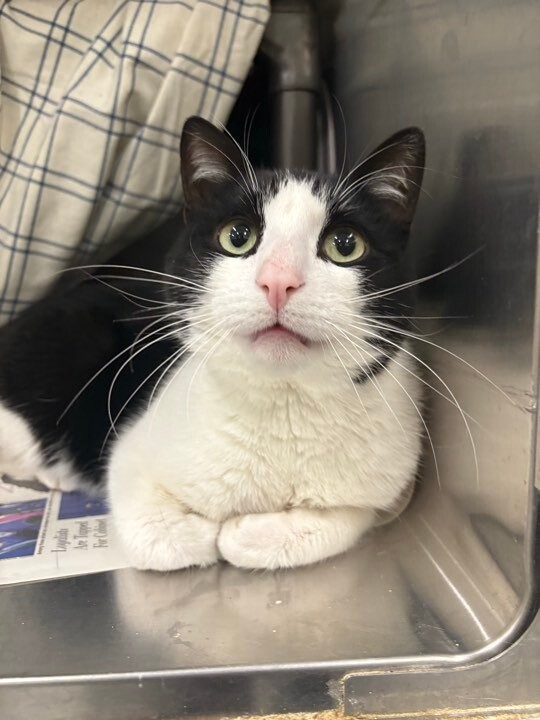 Picture of the Animal Listed