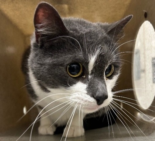 Picture of the Animal Listed