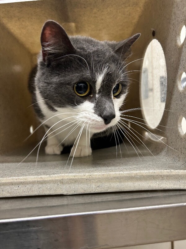 Picture of the Animal Listed