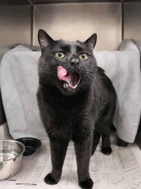 Picture of the Animal Listed