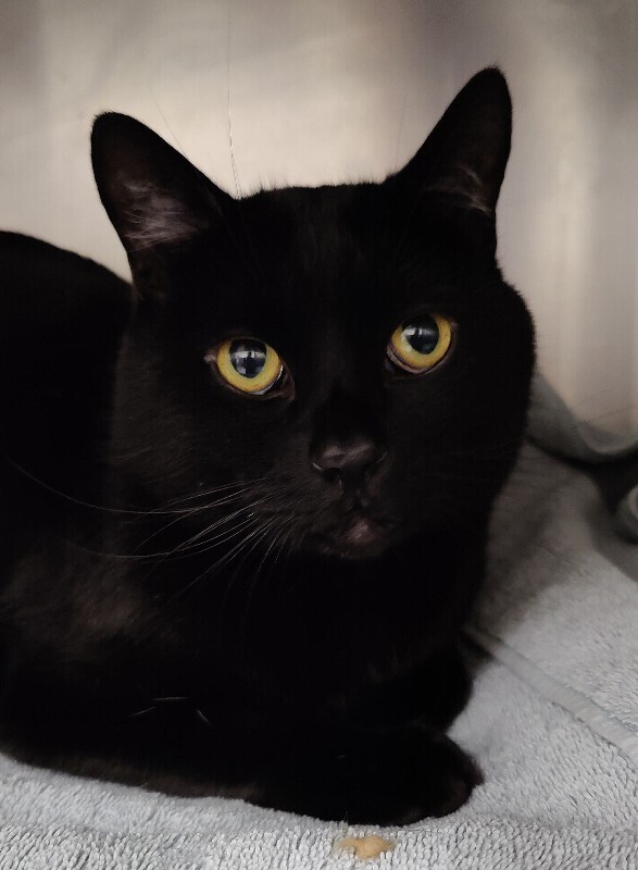 Picture of the Animal Listed