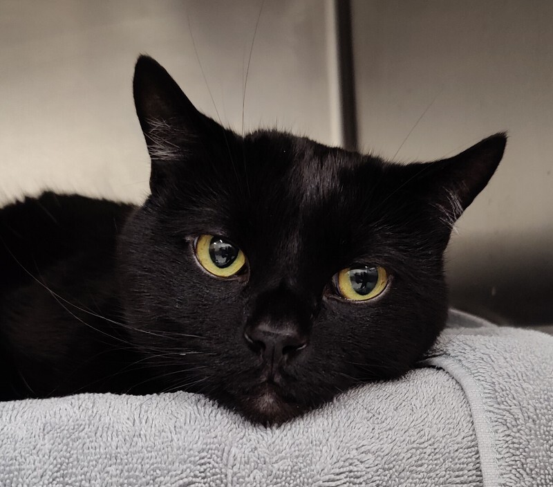 Picture of the Animal Listed