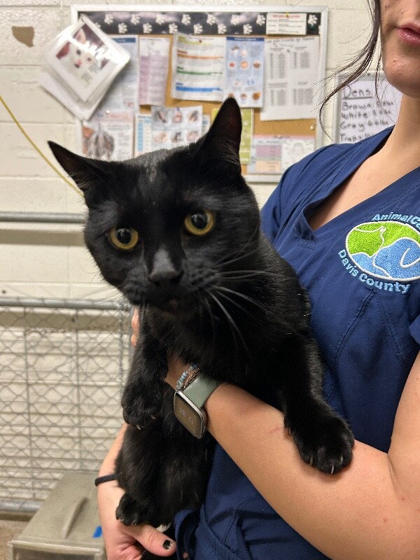 Picture of the Animal Listed