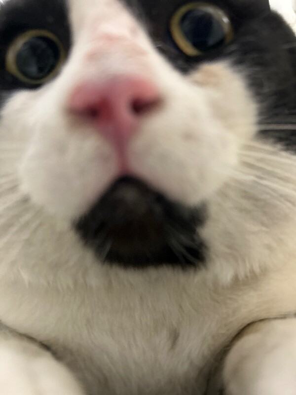 Picture of the Animal Listed