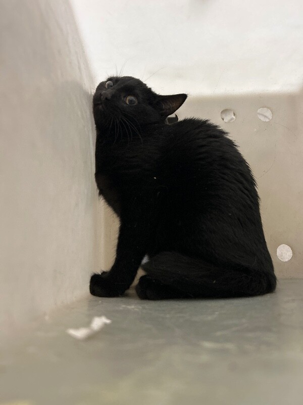 Picture of the Animal Listed