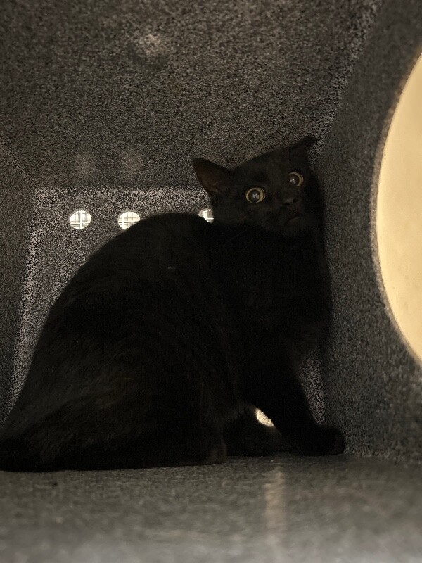 Picture of the Animal Listed