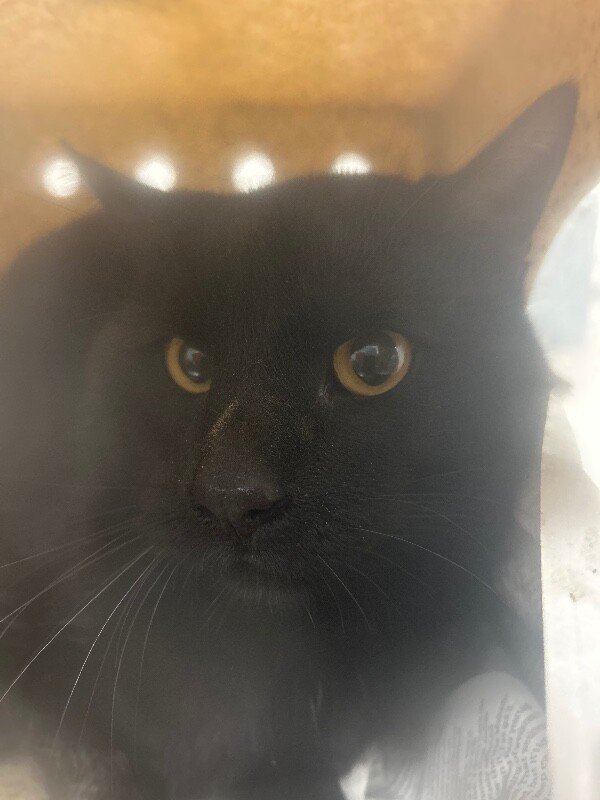 Picture of the Animal Listed