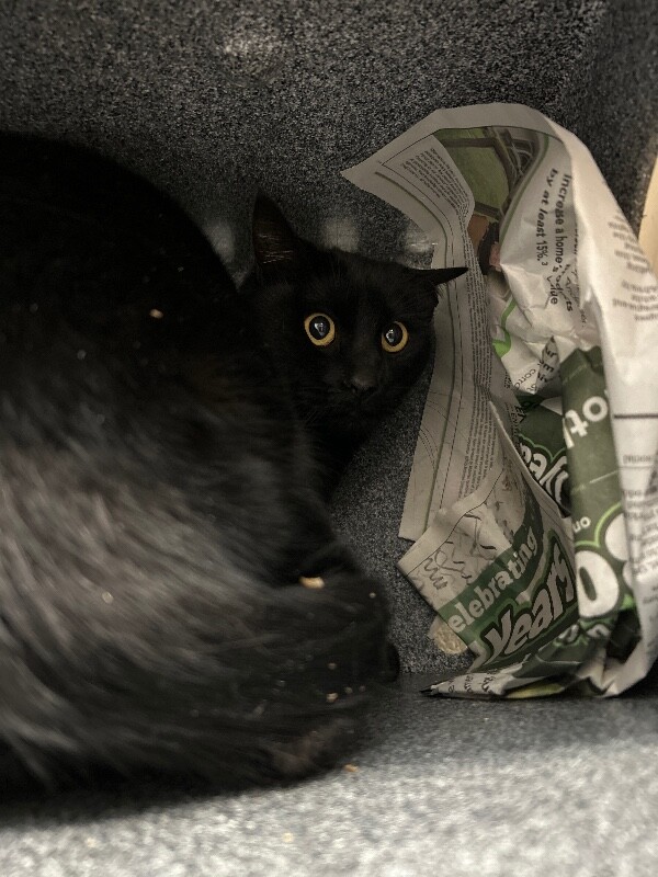 Picture of the Animal Listed