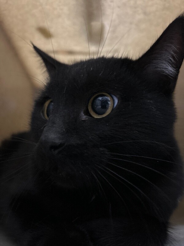 Picture of the Animal Listed