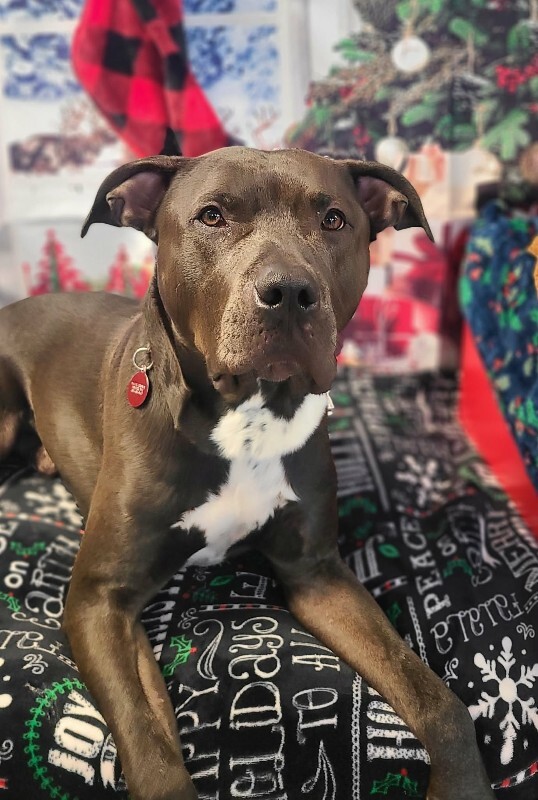 Picture of the Animal Listed