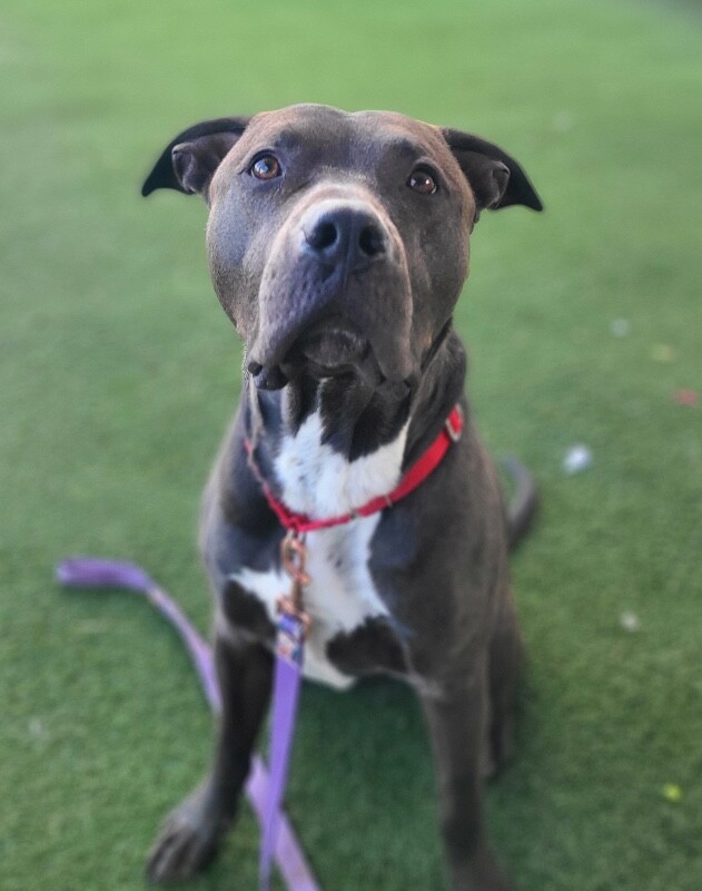 Picture of the Animal Listed