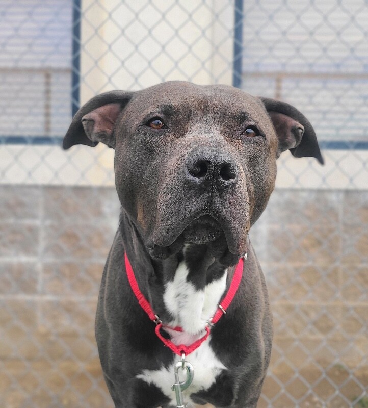 Picture of the Animal Listed