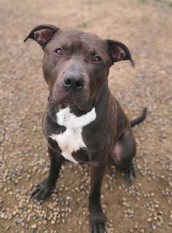 Picture of the Animal Listed