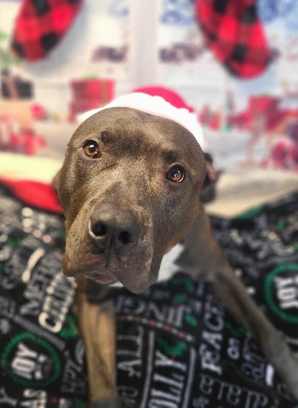 Picture of the Animal Listed