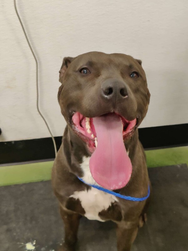 Picture of the Animal Listed