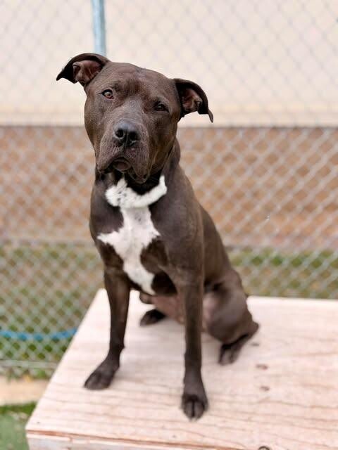 Picture of the Animal Listed