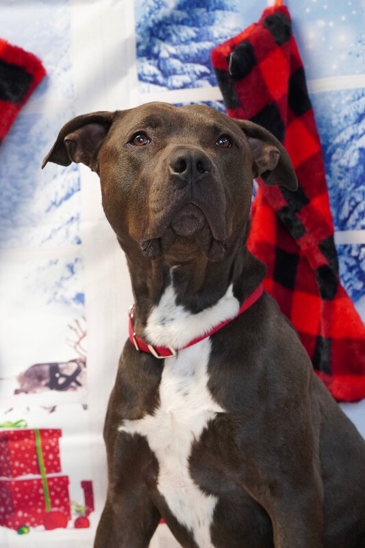 Picture of the Animal Listed