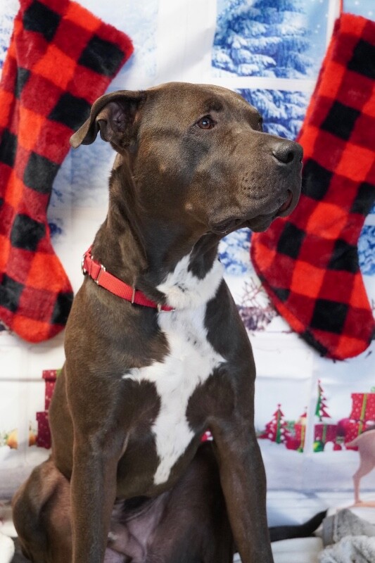 Picture of the Animal Listed