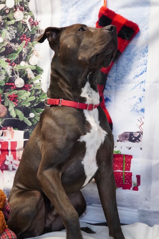 Picture of the Animal Listed