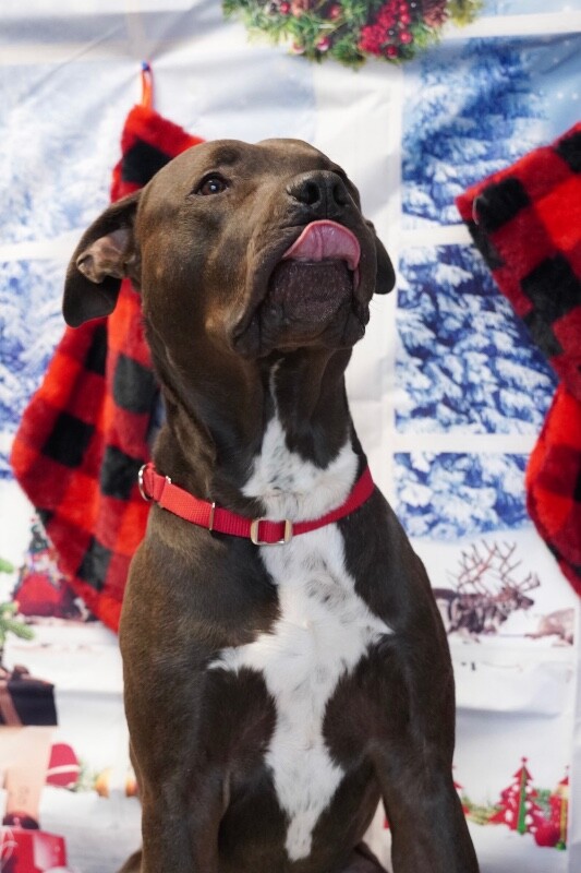 Picture of the Animal Listed