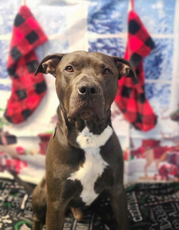 Picture of the Animal Listed