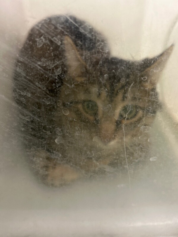 Picture of the Animal Listed