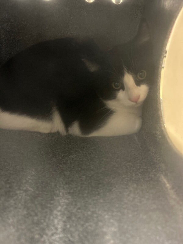 Picture of the Animal Listed