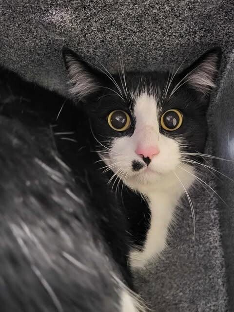 Picture of the Animal Listed