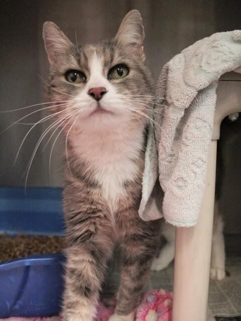 Picture of the Animal Listed