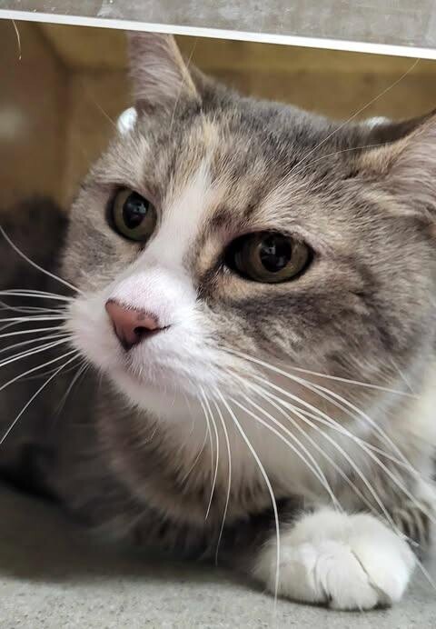 Picture of the Animal Listed