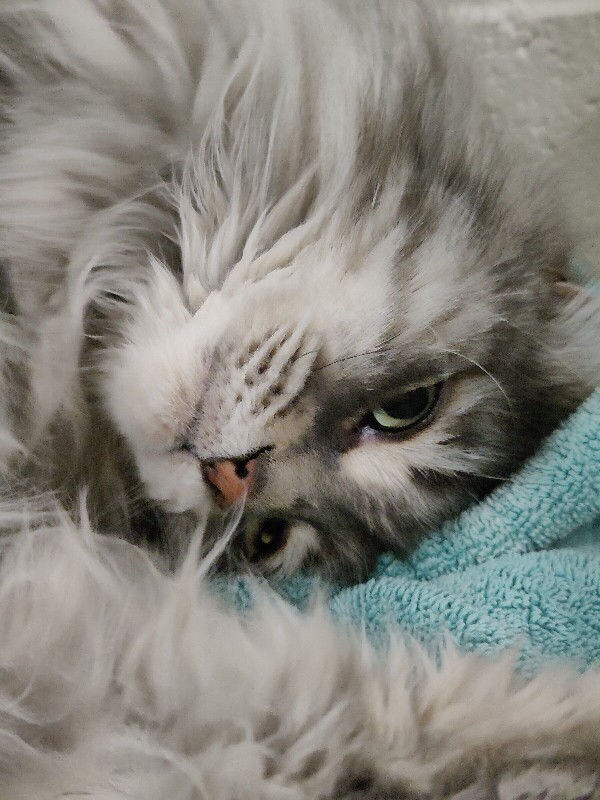 Picture of the Animal Listed