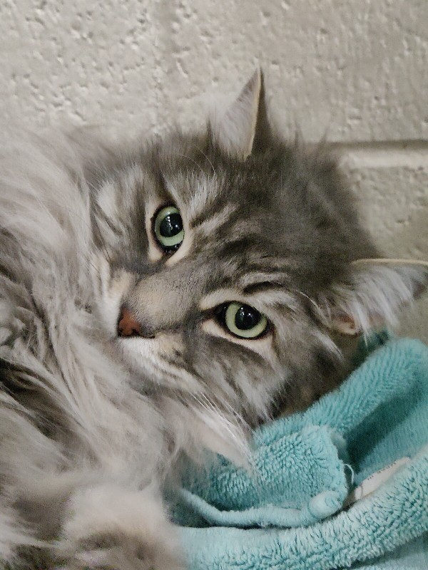 Picture of the Animal Listed