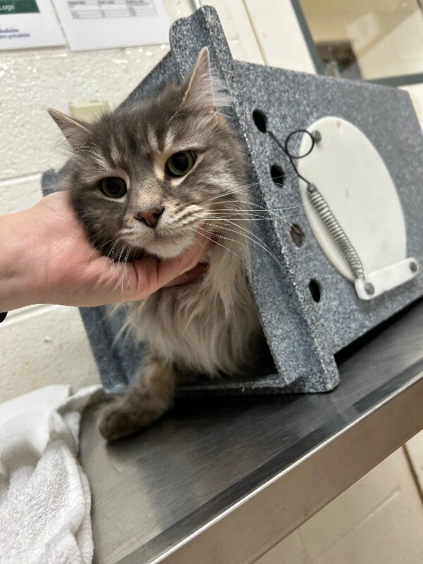 Picture of the Animal Listed