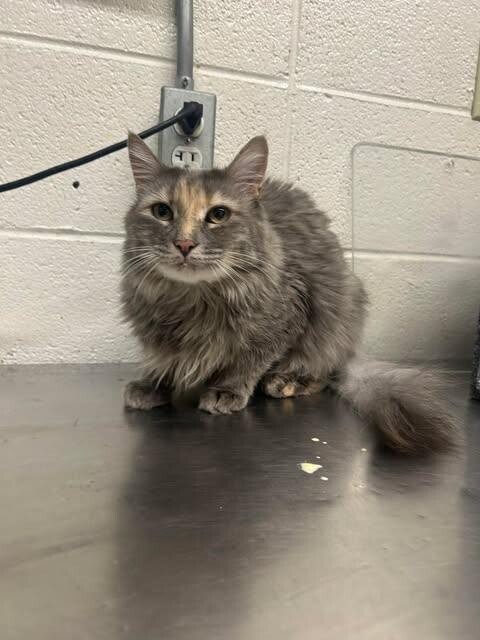 Picture of the Animal Listed