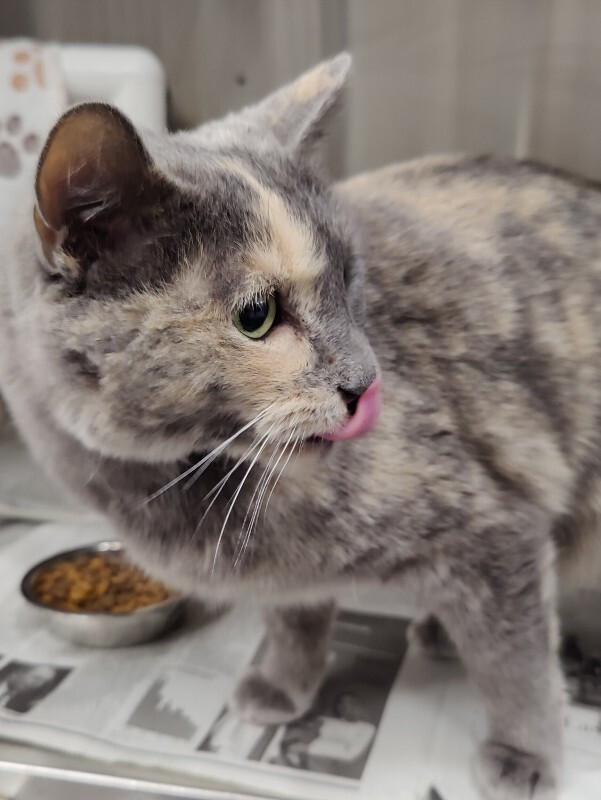 Picture of the Animal Listed