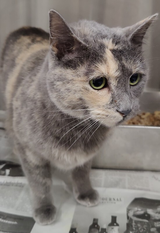 Picture of the Animal Listed