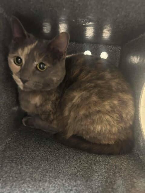 Picture of the Animal Listed