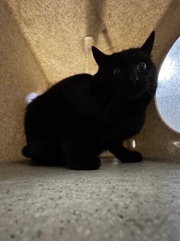 Picture of the Animal Listed