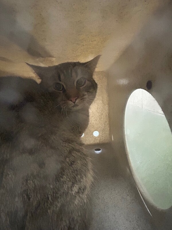 Picture of the Animal Listed