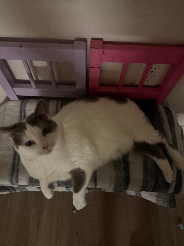 Picture of the Animal Listed