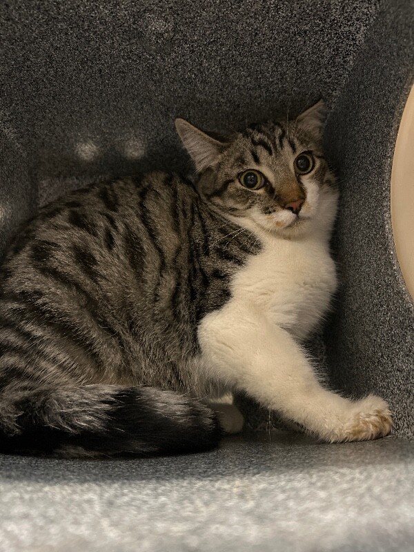 Picture of the Animal Listed