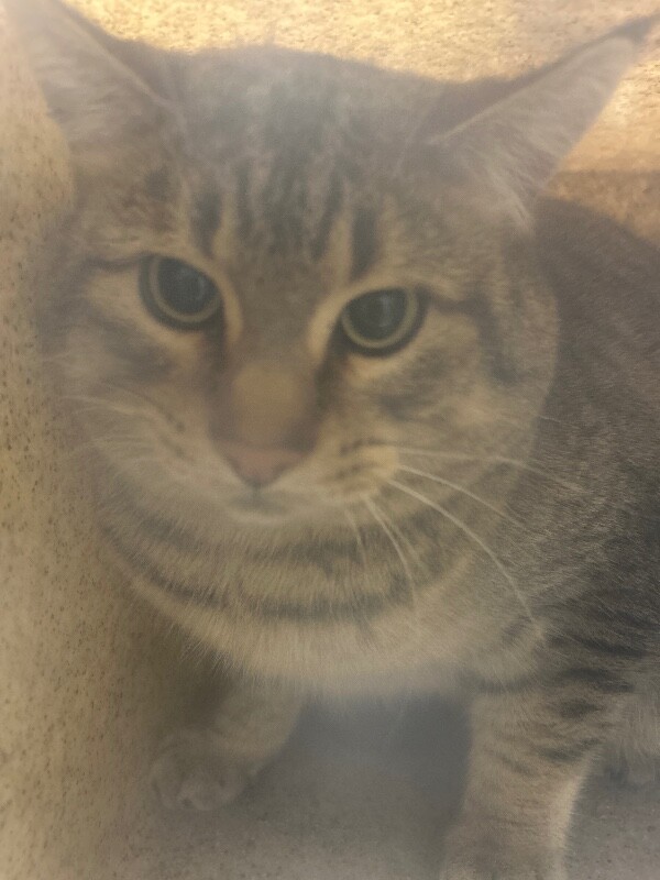 Picture of the Animal Listed