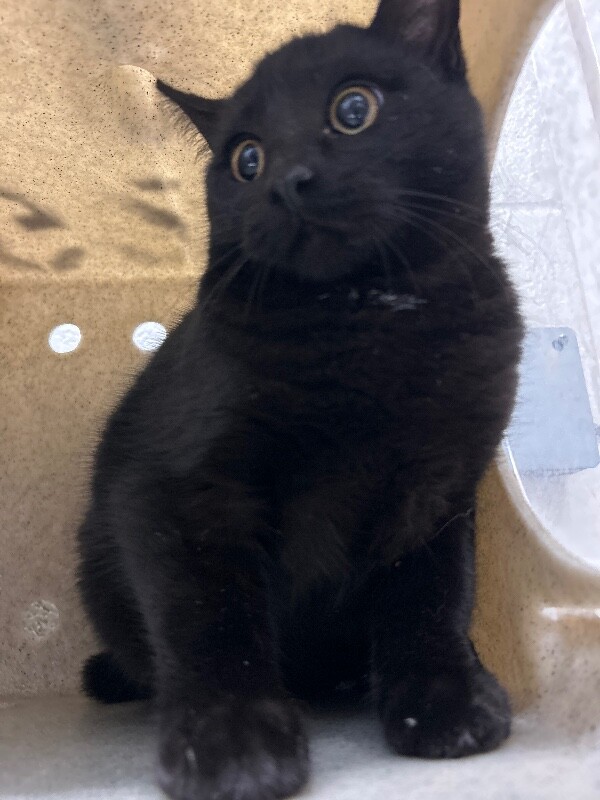 Picture of the Animal Listed