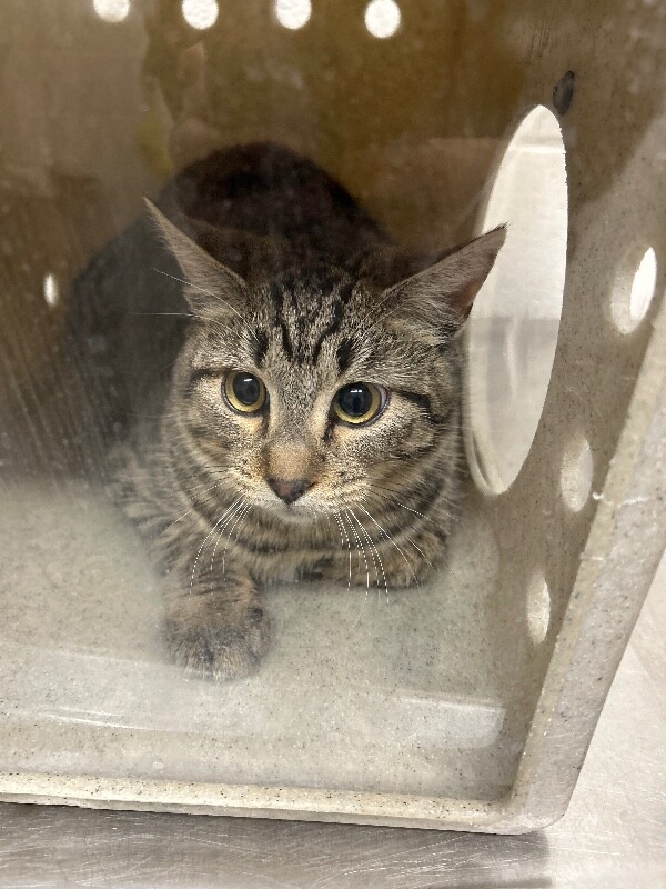 Picture of the Animal Listed