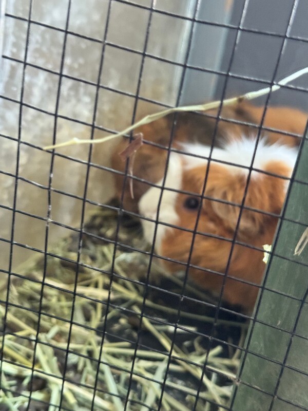 Picture of the Animal Listed