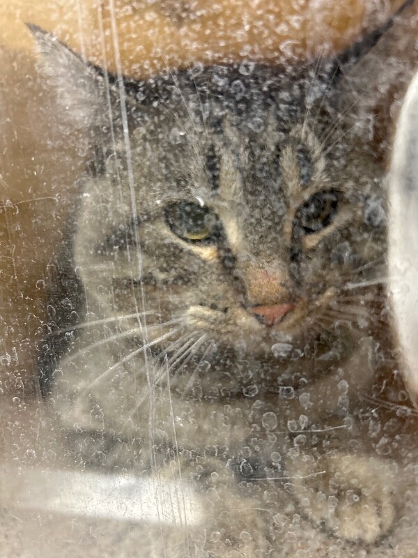 Picture of the Animal Listed