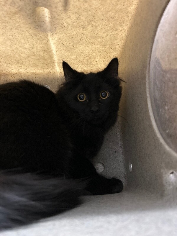 Picture of the Animal Listed