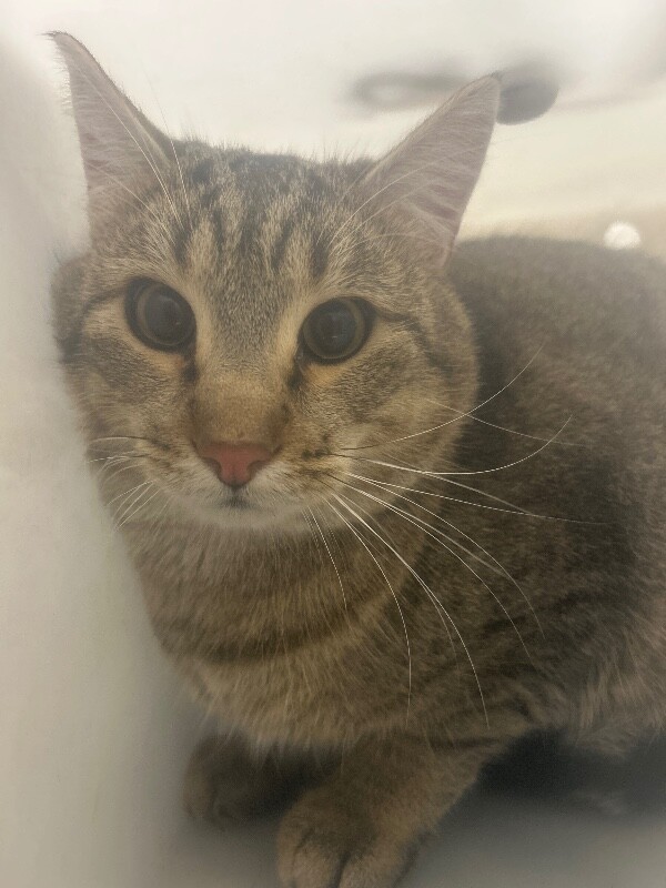 Picture of the Animal Listed