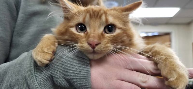 Picture of the Animal Listed